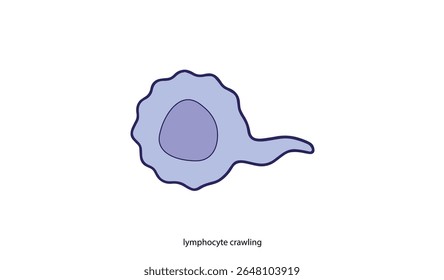 Lymphozyten Crawling Vektor Linie Kunst - Immune Cell Movement Illustration

