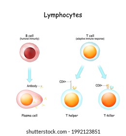 Lymphocytes. B Cell For Humoral Immunity. T-cell For Adaptive Immune Response. Vector Illustration. Poster