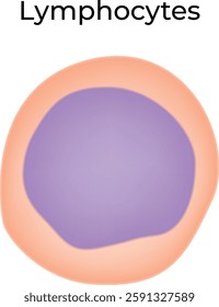Lymphocytes Science Design Vector Illustration Diagram