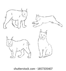 lynx black and white sketch vector, lynx vector sketch illustration