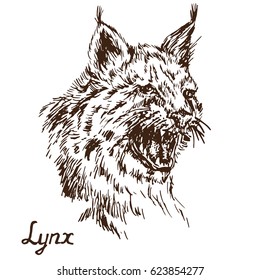 Lynx (bobcat) growling, has opened an embittered mouth, canines, hand drawn doodle, sketch in pop art style, vector illustration
