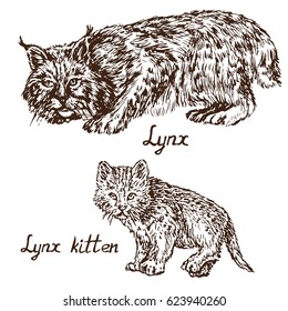 Lynx, bobcat, and kitten, cub, hand drawn doodle, sketch in pop art style, vector illustration