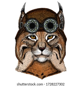 Lynx, bobcat, trot portrait. Head of wild cat. Animal face. Aviator flying leather helmet with googles.