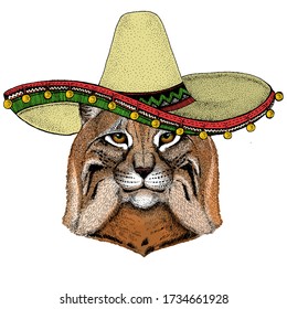 Lynx, bobcat, trot portrait. Sombrero mexican hat. Head of wild cat. Animal face.