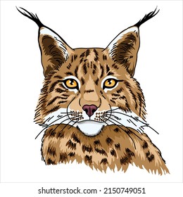 Lynx close-up. Print for t-shirt, sweatshirt. Hand drawing style.