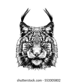 lynx head black and white sketch vector