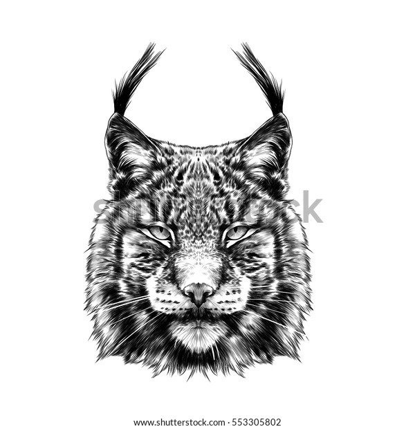 lynx black and white skull sketch