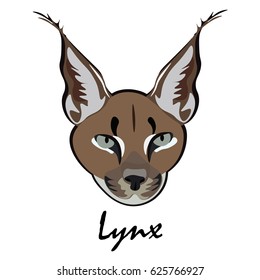 Lynx illustration of vector pattern on a white background