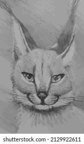 Lynx. Northern leopard. Graphics. Black and white drawing.