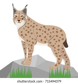 Lynx on white background, realistic lynx on stone. Flat design, vector illustration, vector.