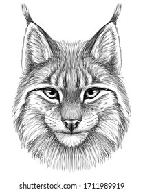 Lynx. Sketch, drawn, graphic portrait of a lynx head on a white background