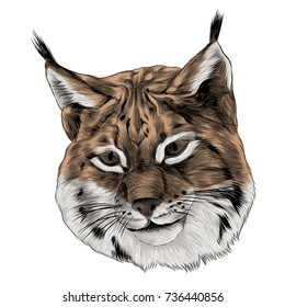 lynx sketch head vector graphics color picture