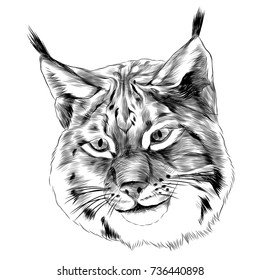 Lynx Sketch Head Vector Graphics Blackandwhite Stock Vector (Royalty ...