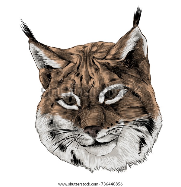 Lynx Sketch Head Vector Graphics Color Stock Vector (Royalty Free ...