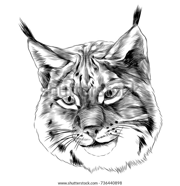 Lynx Sketch Head Vector Graphics Blackandwhite Stock Vector (royalty 