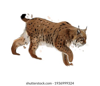 Lynx from a splash of watercolor, colored drawing, realistic. Vector illustration of paints