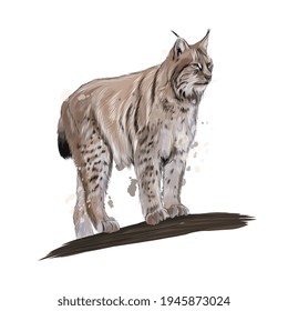 Lynx from a splash of watercolor, colored drawing, realistic. Vector illustration of paints