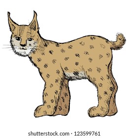 lynx, vector illustration