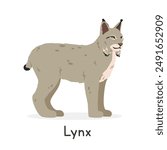 Lynx vector illustration, cartoon clipart character, animal in flat style. Wild animals, wild creatures, wildlife concept. Canada lynx vector design isolated on white background