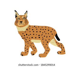 Lynx Vector Illustration Isolated On White Background. Bobcat Silhouette. Wild Cat Symbol.