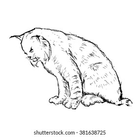 lynx vector sketch