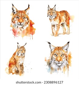 Lynx watercolor paint ilustration collection