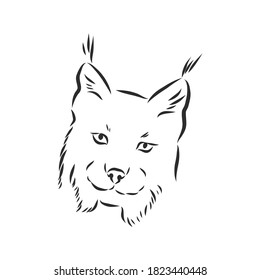 Lynx. Wild cat. Predator. Hand drawn. Black and white. Stylized. Decorative. Vector. lynx wild animal, vector sketch illustration