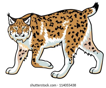 lynx,bobcat,,wildcat,vector image,side view picture isolated on white background
