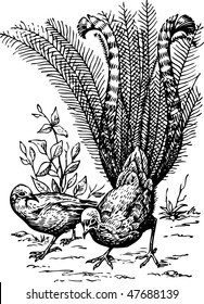 Lyrebird