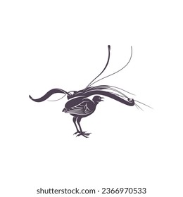 Lyrebird vector illustration design. Lyrebird Silhouette. Lyrebird design template.