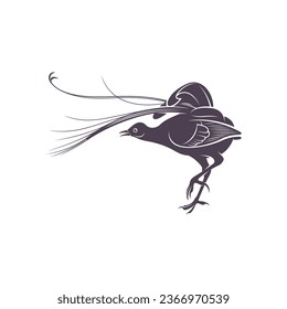 Diseño de ilustraciones vectoriales de Lyrebird. Lyrebird Silhouette. Plantilla de diseño de Lyrebird.