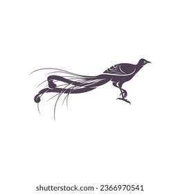 Lyrebird vector illustration design. Lyrebird Silhouette. Lyrebird design template.