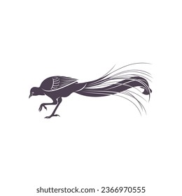Lyrebird vector illustration design. Lyrebird Silhouette. Lyrebird design template.