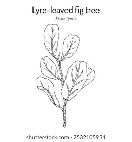 Figeira-lira (Ficus lyrata), planta ornamental. Ilustração vetorial botânica desenhada à mão