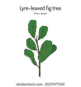 Figeira-lira (Ficus lyrata), planta ornamental. Ilustração vetorial botânica desenhada à mão