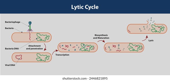 Lyric Cycle, often known as the bacteriophage's "reproductive cycle," consists of six stages. Vector and Illustration