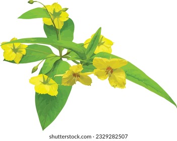 Lysimachia ciliata (Fringed Loosestrife) Native North American Wetland Wildflower