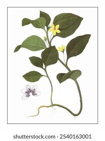 Lysimachia foenum-graecum, pintado à mão pintura floral e botânica, pintado à mão pintura de ervas, ervas naturais.