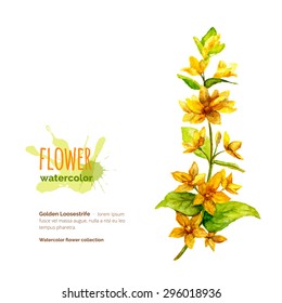 Lysimachia vulgaris, golden loosestrife, botanical painting, hand painted watercolor flower on white, vector illustration