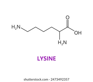 Lysine amino acid chemical molecule, essential chain structure. Essential amino acid molecule compound, muscle protein science chain or nutritional supplement molecular vector formula