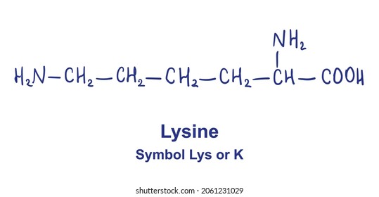 Lysine chemical structure. Vector illustration Hand drawn.