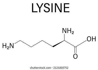 Lysine or l-lysine, Lys, K amino acid molecule. Skeletal formula.