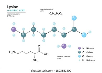 Lysine. Lys C6H14N2O2. α-Amino Acid. Structural Chemical Formula and Molecule 3d Model. Atoms with Color Coding. Vector Illustration 