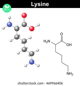 Lysine proteinogenic essential amino acid - chemical formula and model, 2d and 3d illustration, vector on white background, eps 8
