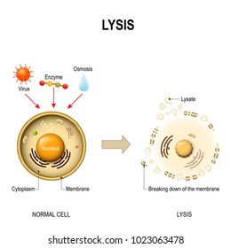 Lysis is breaking down of the membrane of a cell. Virus, enzyme, drop of fluid, and lysate. healthy cell and lysed cell.