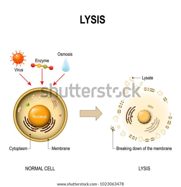 Lysis is\
breaking down of the membrane of a cell. Virus, enzyme, drop of\
fluid, and lysate. healthy cell and lysed\
cell.