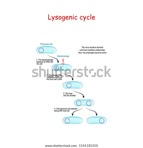 Lysogenic Cycle Bacteriophage Lysogeny Does Not Stock Vector (Royalty ...