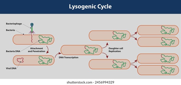 Lysogenic Cycle vector and illustration