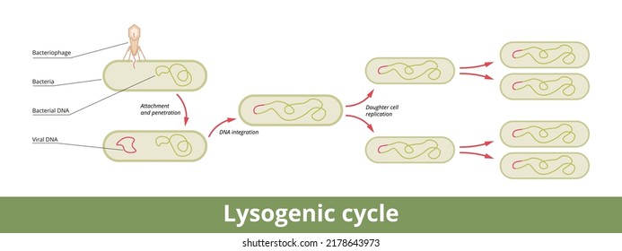 Lysogenic Cycle. The Viral Reproduction Cycle Is Characterized By Integrating The Bacteriophage Nucleic Acid Into The Host Bacterium's Genome Or Forming A Circular Replicon In The Bacterial Cytoplasm