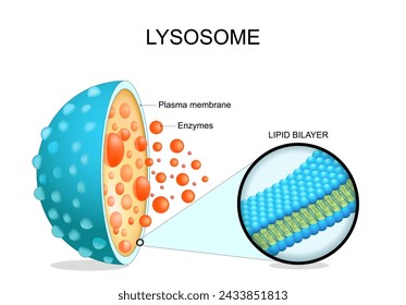 Anatomía del lisosoma. Sección transversal de un organelo celular. Primer plano de una membrana bicapa de lípidos, enzimas hidrolíticas, proteínas de transporte. Autopagia. Ilustración de vector